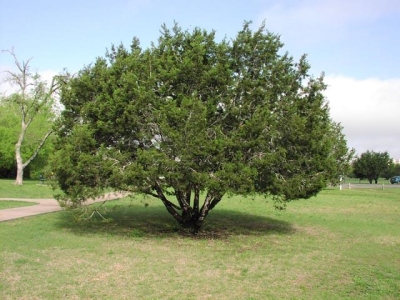Juniperus ashei 