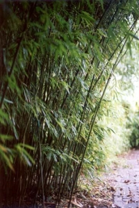 Kis termetű japán bambusz