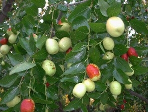 "Lang" kínai datolya