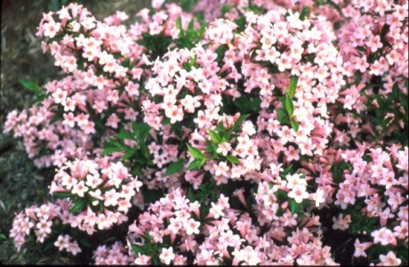 Rózsaszín dúsvirágú rózsalonc