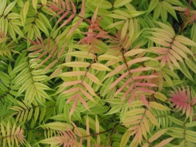 Aranylombú tollas gyöngyvessző