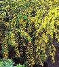 Chilei kislevelű vaníliafa