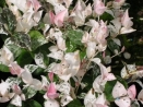 Trachelospermum jasminoides "Tricolor" 