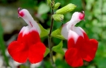 Salvia microphylla "Hot Lips" 
