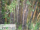 Fekete bambusz