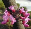Cercis canadensis "Forest Pansy" 