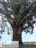 Eucalyptus camaldulensis 