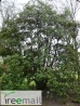 Trochodendron