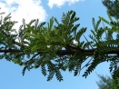 Acacia karroo 