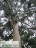 Havasi eukaliptusz
