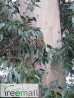 Ezüstös havasi eukaliptusz