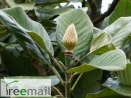 Magnolia delavayi 