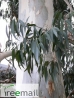Eucalyptus rodwayi 