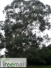 Kislevelű eukaliptusz