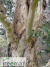 Télálló havasi eukaliptusz