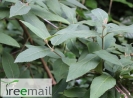 Nyáriorgona levelű bangita