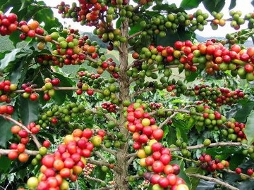 Kávécserje (Coffea arabica és Coffea robusta) I.