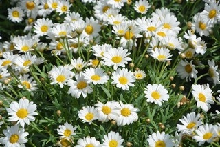 daisies-3406244_960_720.jpg