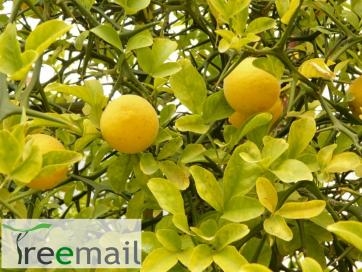 Háromlevelű citrom (Poncirus trifoliata)