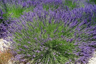 lavender-bush-1595574_960_720x.jpg
