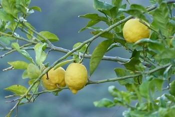 lemons-949841_960_720_350x.jpg