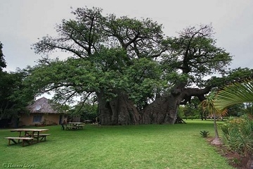 1000 éves ez a fa, de ami a belsejében van, na az a megdöbbentő