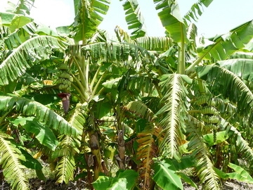 A banán - Musa paradisiaca