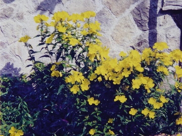 Mozgalmas egyhangúság avagy kertek sárgában