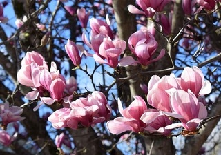 pink-magnolia-2098244_960_720.jpg