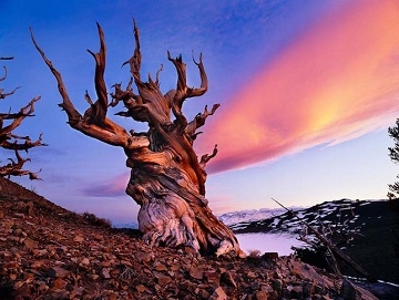 A Matuzsálem fa - a világ ma ismert legidősebb élőlénye