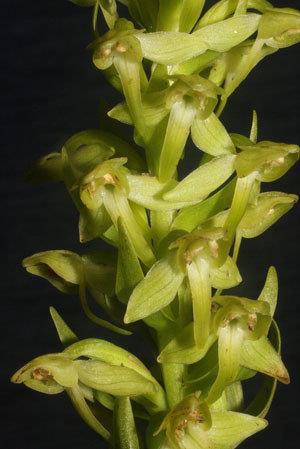Újra felfedezték Európa legritkább orchideáját