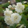 Fehér banks rózsa