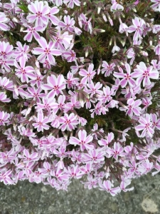 Fehér-rózsaszín árlevelű lángvirág