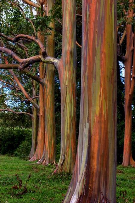 rainbow-eucalyptus-1.jpg