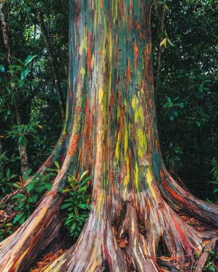 rainbow-eucalyptus-2-1.jpg