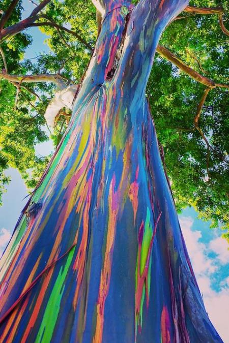 rainbow-eucalyptus-4.jpg