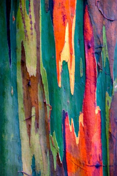 szivarvany-eukaliptusz-kereg1.jpg