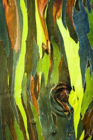szivarvany-eukaliptusz-kereg2.jpg