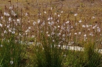 Hagymafű virágoszlop