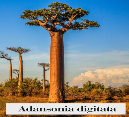 adansonia-digitata-4.jpg