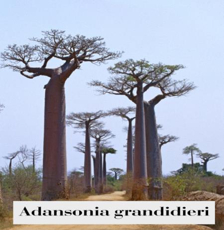 adansonia-grandidieri-2.jpg