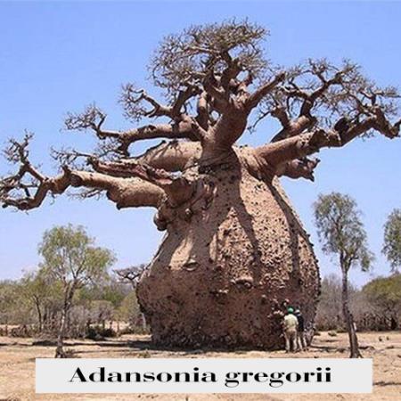 adansonia-gregorii-2.jpg