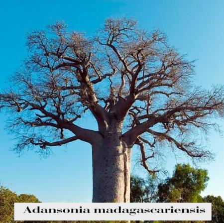 adansonia-madagascariensis-baobab-tree-2.jpg