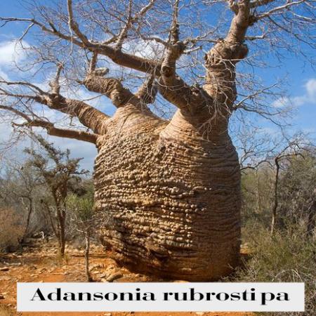 adansonia-rubrostipa-2.jpg
