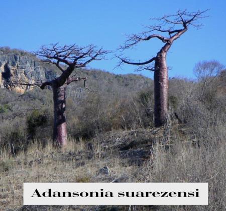 adansonia-suarezensis-2-1.jpg