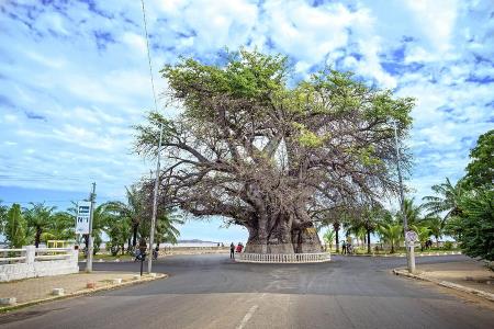 baobab-of-majunga-madagascar-louloua-asgaraly-1.jpg