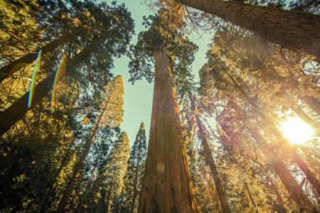 sequoia-national-park-grove-2023-11-27-05-13-51-utc.jpg