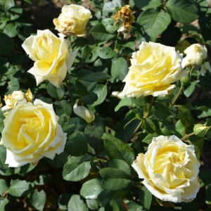 Landora rózsa