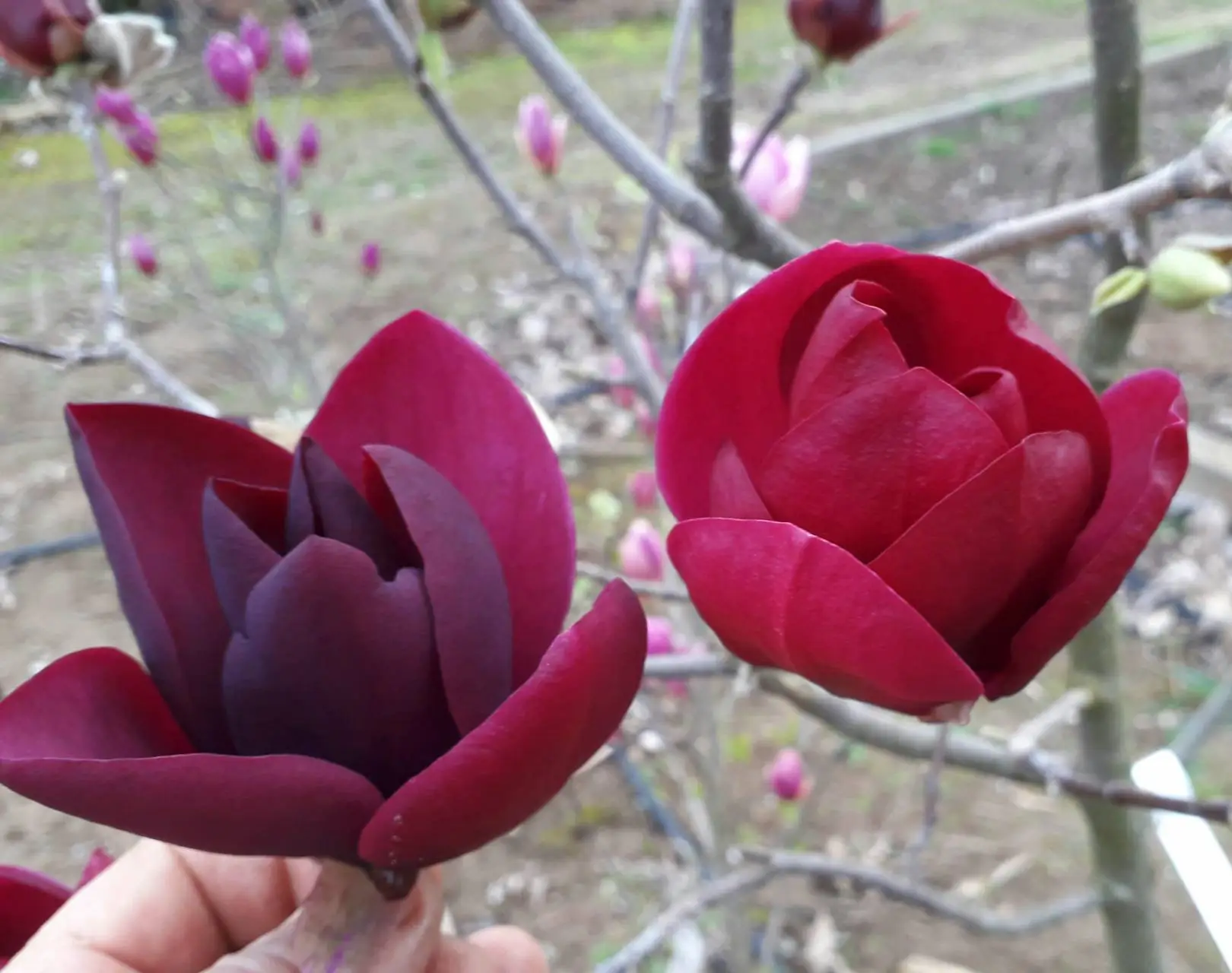 Ann"s Delight liliomfa