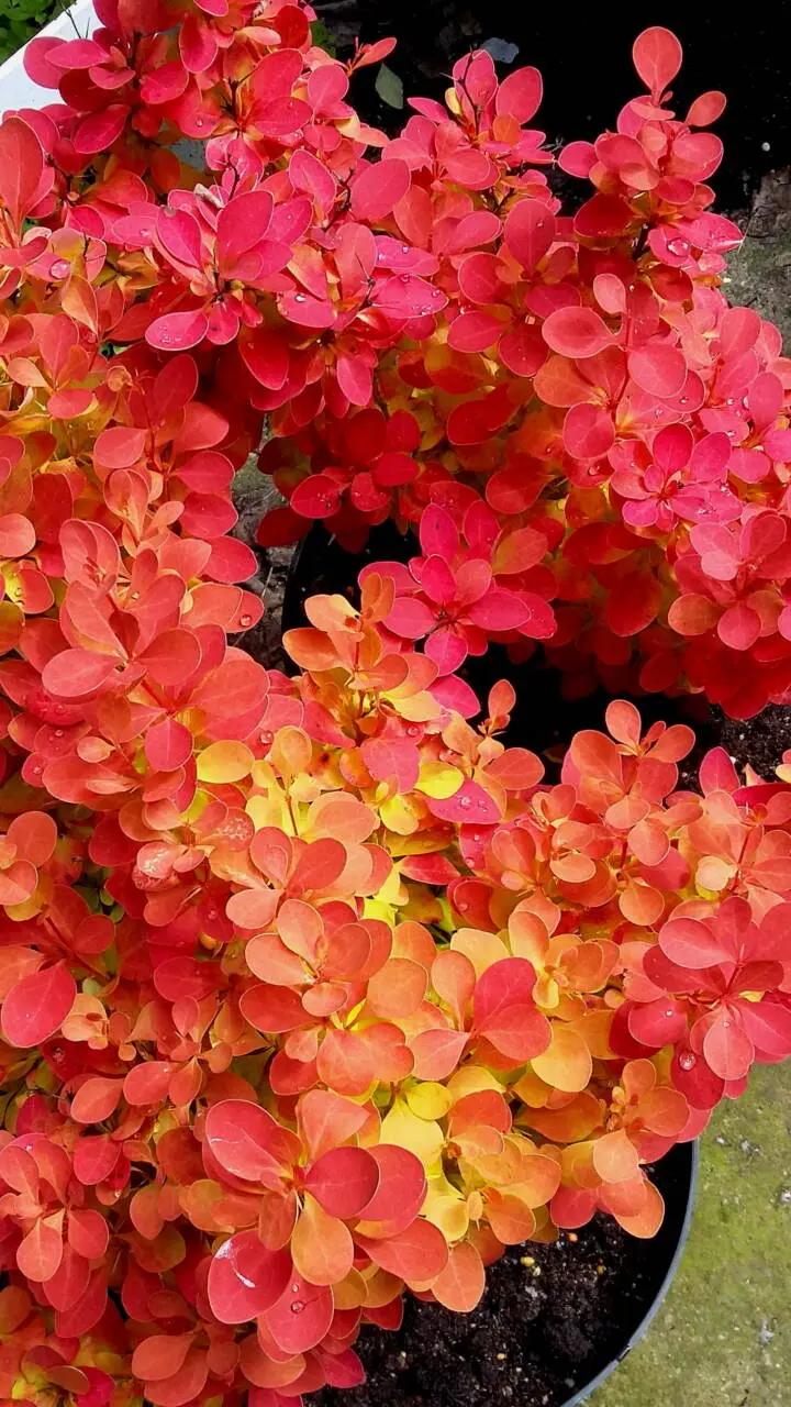 Desperados japán borbolya